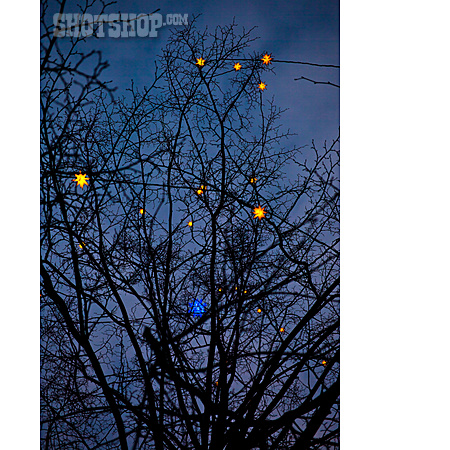 
                Baum, Lichterkette, Weihnachtsstern                   