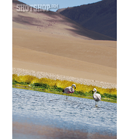 
                Flamingo, Salar De Atacama                   