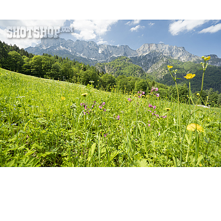 
                Blumenwiese, Berchtesgadener Land, Berchtesgadener Alpen                   