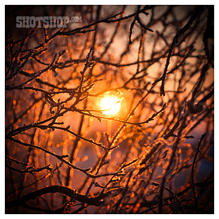 
                Sonnenaufgang, Winter, Frost, Zweige                   