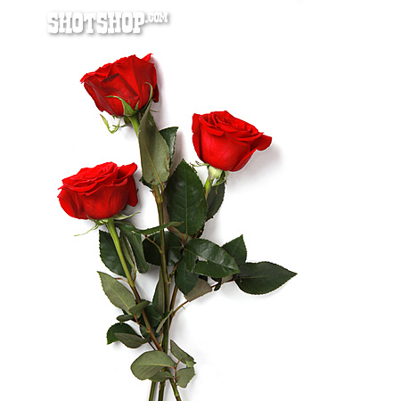 
                Valentinstag, Rosen, Blumengeschenk                   