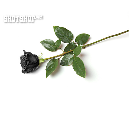 
                Schwarze Rose                   