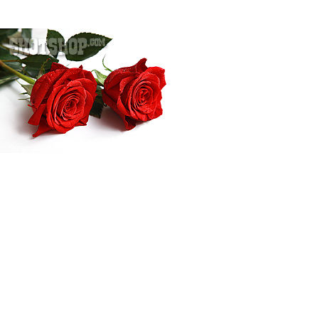 
                Rote Rose, Rosen                   