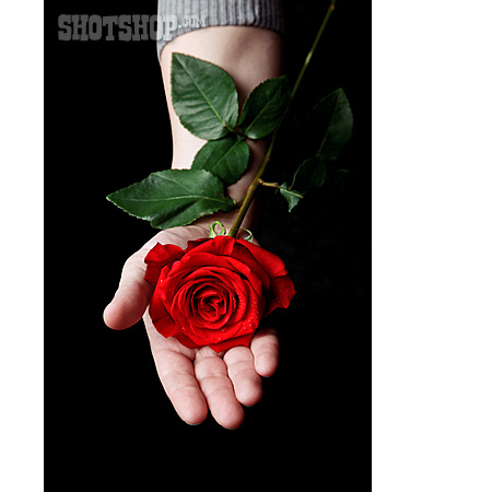 
                Rose, Geschenk, Valentinstag                   