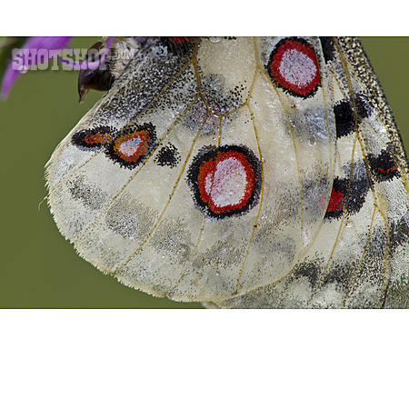 
                Schmetterlingsflügel, Roter Apollo                   