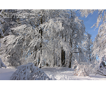 
                Winter, Winterlandschaft, Thüringer Wald                   