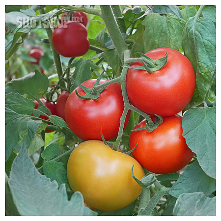 
                Tomaten, Reifen, Tomatenpflanze                   