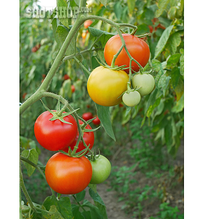
                Tomaten, Reifen, Tomatenpflanze                   
