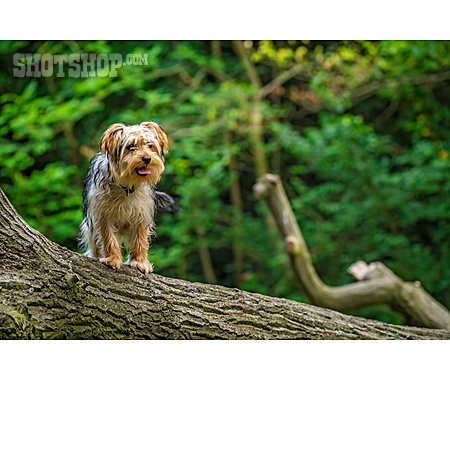 
                Freilaufend, Yorkshire Terrier                   