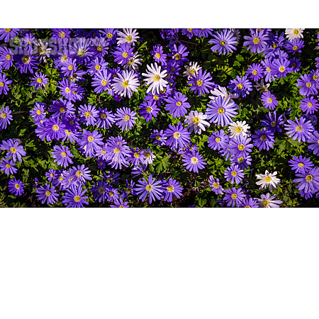 
                Violett, Blüten                   