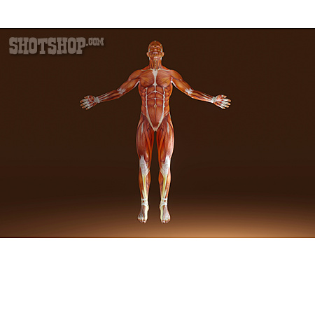 
                Mensch, Muskulatur, Anatomie                   
