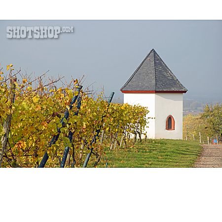 
                Rebstock, Weinberg, Weinanbaugebiet                   
