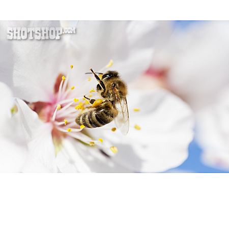 
                Biene, Bestäubung, Mandelblüte                   