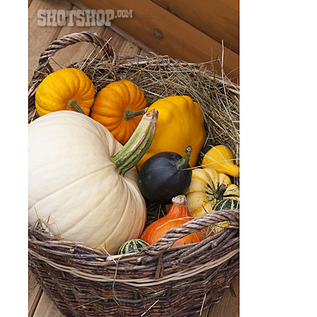 
                Ornamental Gourd, Thanksgiving, Pumpkins                   