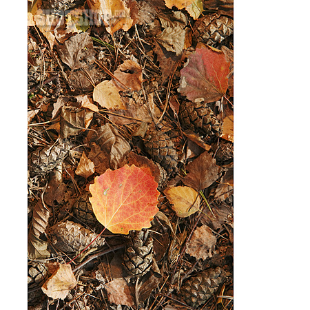 
                Waldboden, Herbstblatt                   