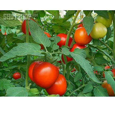 
                Tomate, Anbau, Tomatenpflanze                   