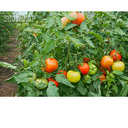 
                Tomate, Anbau, Tomatenpflanze                   