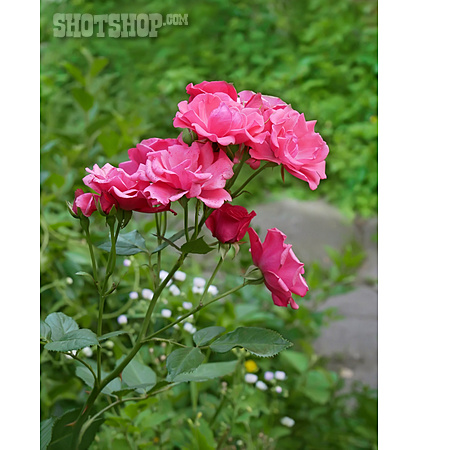 
                Rose, Zierpflanze, Gartenblume                   