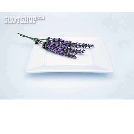 
                Lavendel, Duftblüte                   