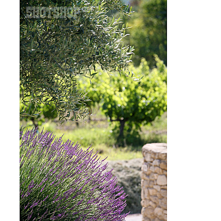 
                Garten, Frankreich, Lavendel                   