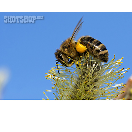 
                Biene, Blütenstaub, Pollenhöschen                   