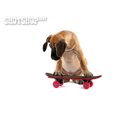 
                Hundewelpe, Skateboard                   