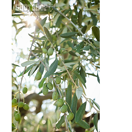 
                Olive, Olivenbaum                   