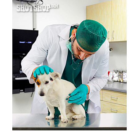 
                Jack Russell Terrier, Tiermedizin, Tierarztpraxis, Tierarzt                   