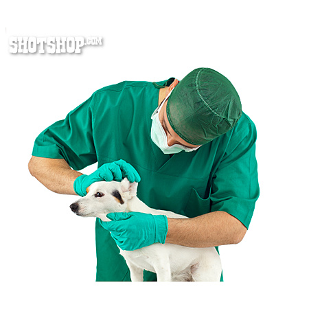 
                Jack Russell Terrier, Untersuchen, Tierarzt                   