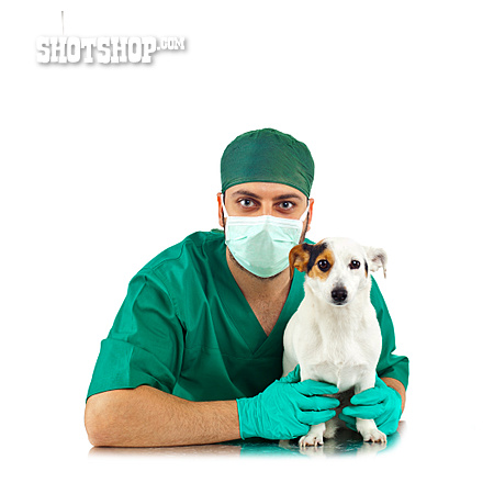 
                Portrait, Jack Russell Terrier, Tiermedizin, Tierarzt                   