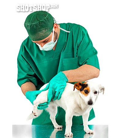 
                Hund, Jack Russell Terrier, Behandlung, Tiermedizin, Tierarzt                   
