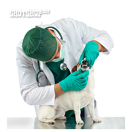 
                Gebiss, Untersuchen, Tiermedizin, Tierarzt                   