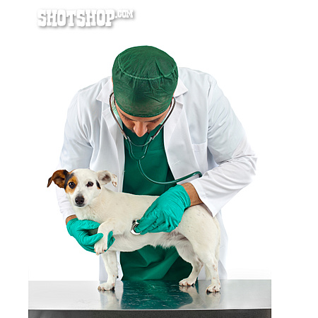 
                Jack Russell Terrier, Abhören, Tierarzt                   