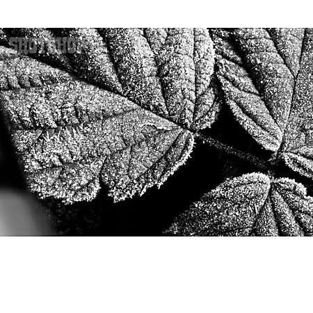 
                Rime, Ice Crystals, Leaf                   