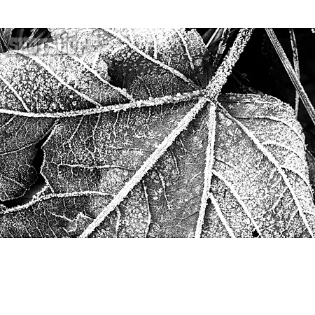
                Frost, Eiskristalle, Pflanzenblatt                   