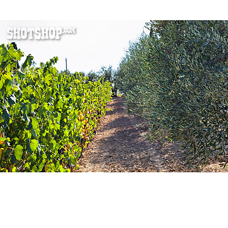 
                Weinberg, Toskana, Olivenplantage                   