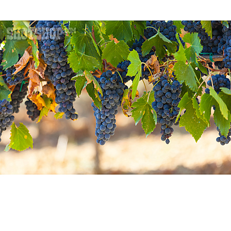 
                Landwirtschaft, Weintrauben, Weinbau                   