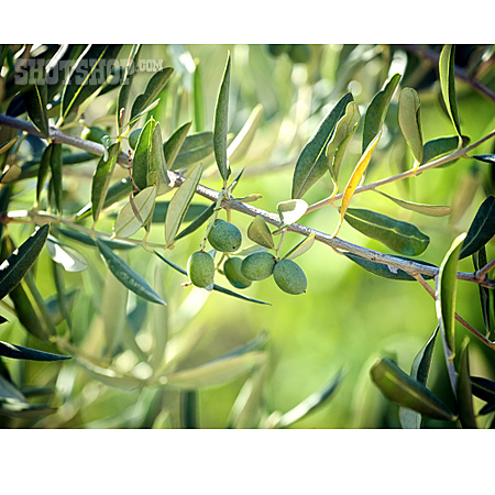 
                Zweig, Olive, Olivenbaum                   