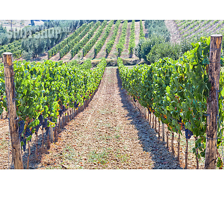 
                Landwirtschaft, Weinbau, Weinberg, Chianti                   