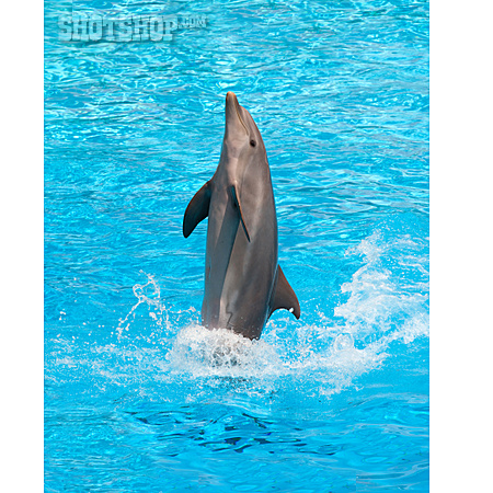 
                Delfin, Delfinshow                   