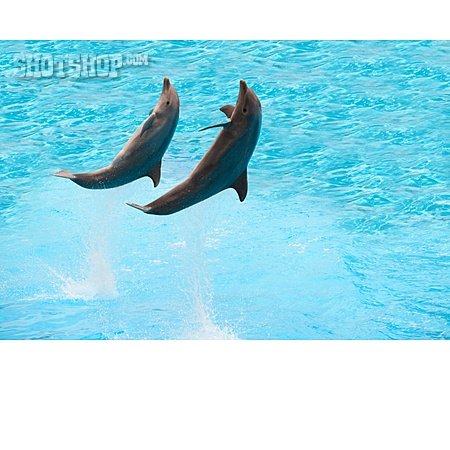 
                Springen, Delfin, Delfinshow                   