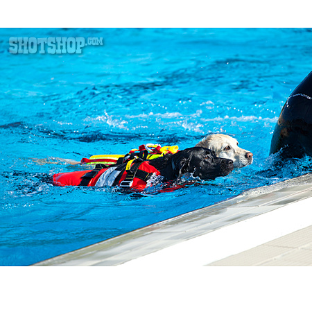 
                Ausbildung, Rettungshund, Hundetraining, Schwimmtraining                   