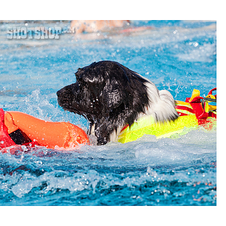 
                Schwimmweste, Rettungshund, Hundetraining                   