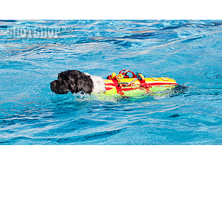 
                Ausbildung, Rettungshund, Schwimmtraining                   