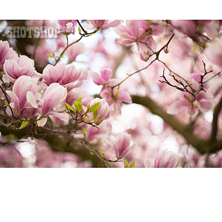 
                Frühlingserwachen, Magnolienblüte, Magnolien                   