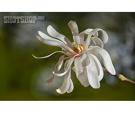 
                Stern-magnolie                   