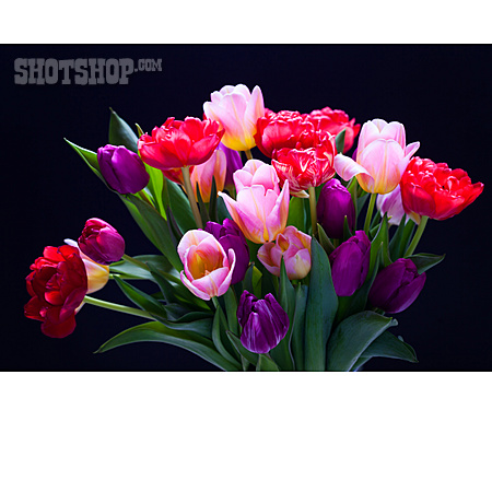 
                Tulpenstrauß, Muttertag, Blumengeschenk                   