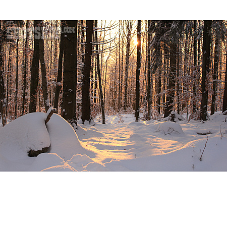 
                Sonnenlicht, Wald, Schnee                   