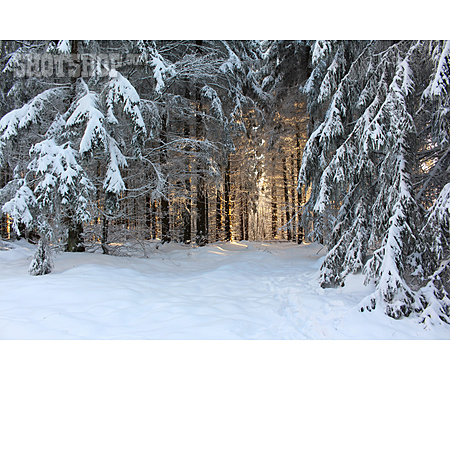
                Wald, Schnee, Verschneit, Nadelwald                   