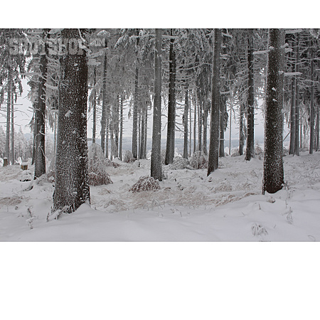 
                Wald, Nadelbäume, Schnee                   